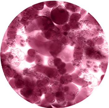 VINIA Red Grape Cell Powder