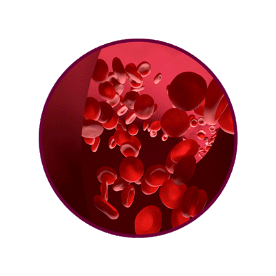 Animation of red blood cells runnig through a blood vessel blood 